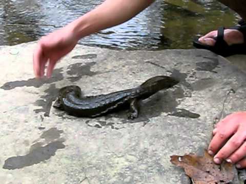 Hellbender Salamander Pictures